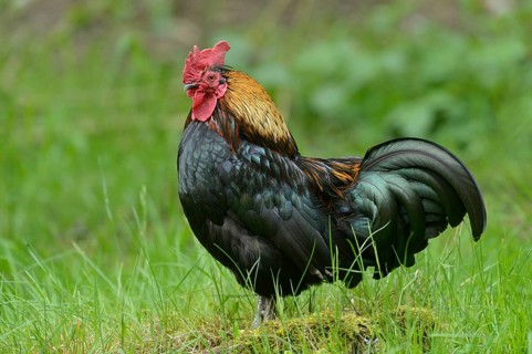 Close-up of a chicken (Gallus gallus domesticus) rooster in spring