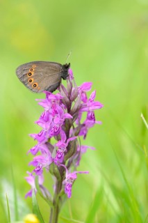Close-up of an Arran Brown (Erebia ligea) sitting on a western marsh orchid (Dactylorhiza majalis)