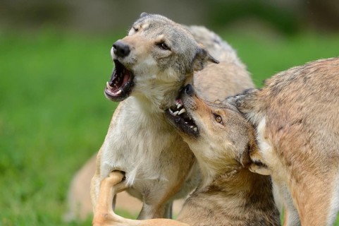 Two algonquin wolves (Canis lupus lycaon) fighting in a meadow, captive, Germany, Europe