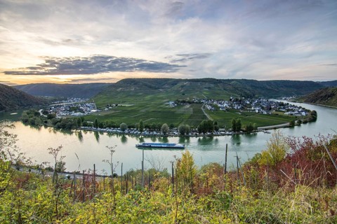 Beautiful landscape by a river. Metternich Castle lies in the middle of the vineyards overlooking