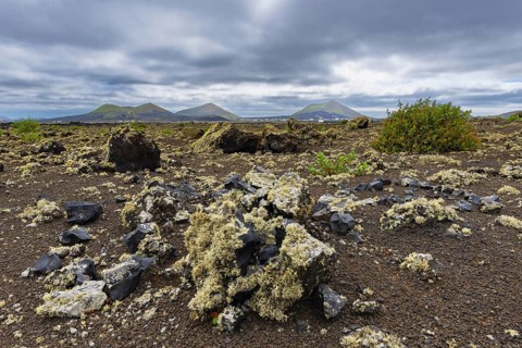 Lichen-covered lava field, Parque Natural de Los Volcanes, near Masdache, Lanzarote, Canary