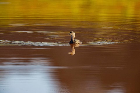 Least grebe (Tachybaptus dominicus) Pantanal Brazil