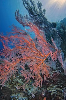 Knotted fan coral (Melithaea ochracea), Wakatobi Dive Resort, Sulawesi, Indonesia, Asia