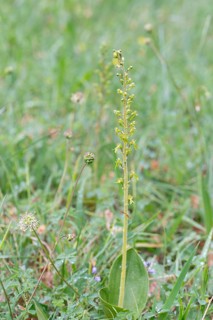 Common twayblade (Neottia ovata), complete plant in meadow, Muensterland, Germany, Europe