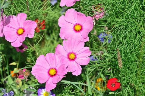 Mexican aster (Cosmea bipinnata), Schwaebisch Gmuend, Baden-Wuerttemberg, Germany, Europe, Three