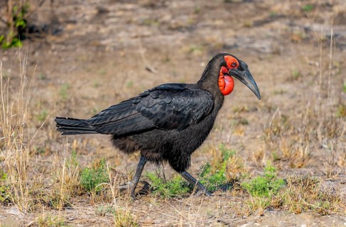 Red-faced hornbill or southern ground hornbill (Bucorvus leadbeateri) (Bucorvus cafer), foraging,