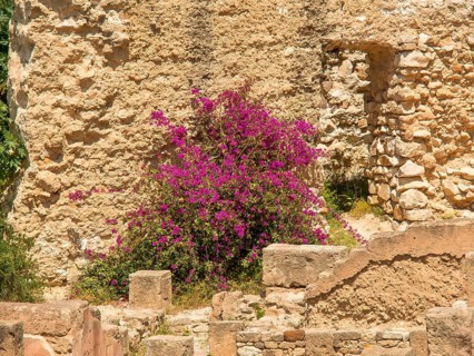 Stone ruins with pink flowers under bright sunshine and green vegetation, Tunis in Africa with
