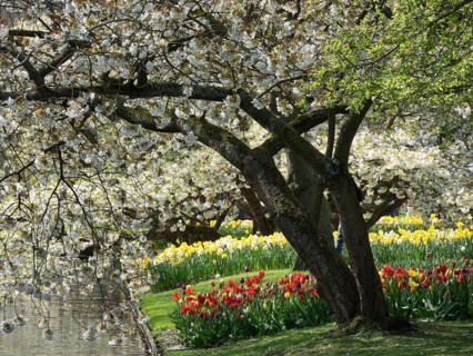 Large blooming white tree branches over a field of yellow and red flowers on a sunny day, many