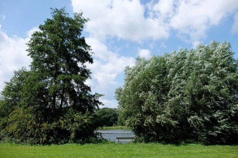 Green trees and a lake under a blue sky on a summer day, small lake with hiking trails and trees in