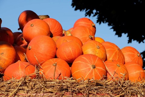 A multitude of orange pumpkins, neatly stacked on a bed of straw under a blue sky, many colourful