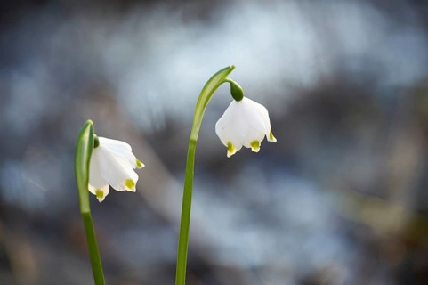 Close-up of spring snowflake (Leucojum vernum) blooming in spring, Bavaria, Germany, Europe