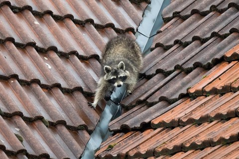 A raccoon (Procyon lotor) climbing on a tiled roof near a gutter, Hesse, Germany, Europe