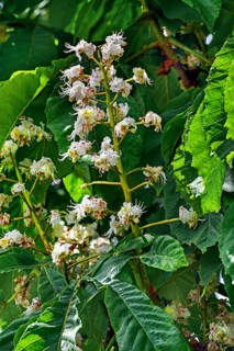 Spring, blossoms of the common horse-chestnut (Aesculus hippocastanum), Allgaeu, Bavaria, Germany,