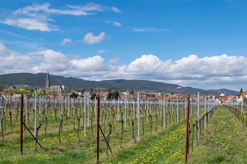 View of Edenkoben, Hambach Castle in the background, German or Southern Wine Route, Southern