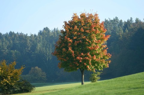 Landscape of a Norway maple (Acer platanoides) tree in autumn, Bavaria, Germany, Europe