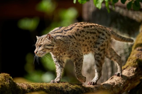 Close-up of a fishing cat (Prionailurus viverrinus) in spring