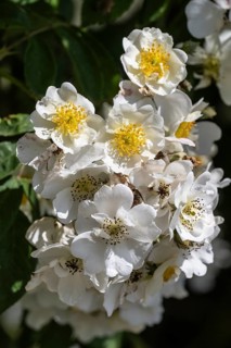 Tufted rose (Rosa multiflora), Emsland, Lower Saxony, Germany, Europe
