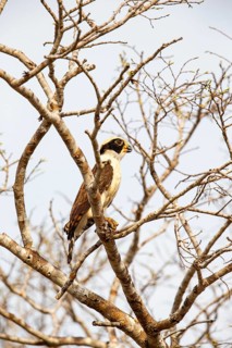 Laughing falcon (Herpetotheres cachinnans) Pantanal Brazil