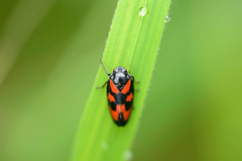 Close-up of a froghopper (Cercopis vulnerata) on a grass in spring