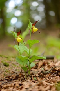 Close-up of lady's-slipper orchid (Cypripedium calceolus) blossoms in a forest in spring, Upper
