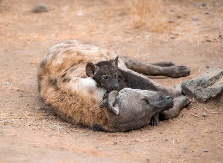 Spotted hyenas (Crocuta crocuta), adult female cuddling with young, lying down, Kruger National