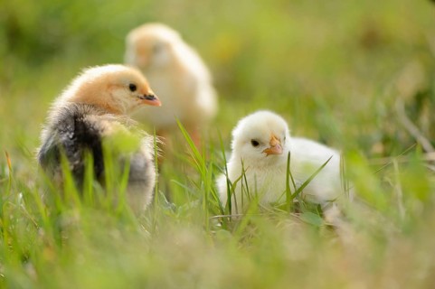 Close-up of chicken (Gallus gallus domesticus) chicks on a meadow in spring