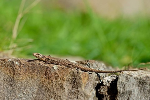 Viviparous lizard (Zootoca vivipara) on a stone wall, Moselle, Rhineland-Palatinate, Germany,