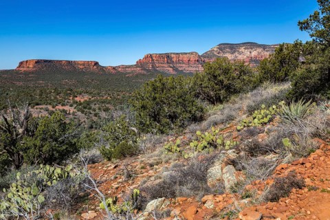 Prickly pear cacti on the mountainside overlooiing red rock sandstone formations of Sedona,
