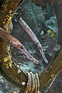 Chinese trumpetfish (Aulostomus chinensis), Wakatobi Dive Resort, Sulawesi, Indonesia, Asia