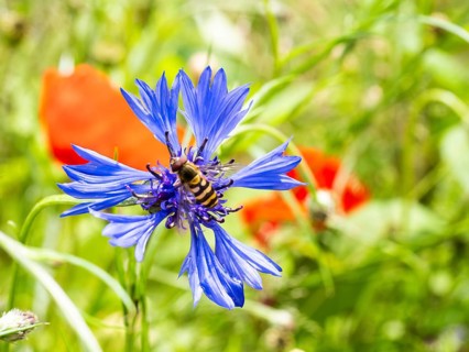 Cornflower (Centaurea cyanus), near Heimschuh, Styria, Austria, Europe