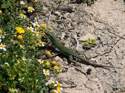 Green patterned lizard on stony ground surrounded by small yellow and white flowers, the island of