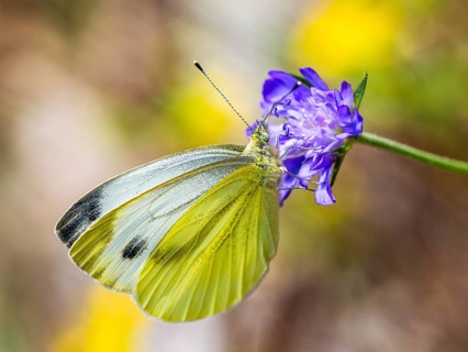 Large White, Pieris brassicae, butterfly on pink flower