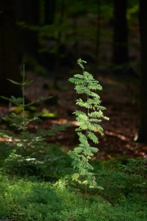 Rowan or mountain-ash (Sorbus aucuparia) in the bavarian forest, Bavaria, Germany, Europe