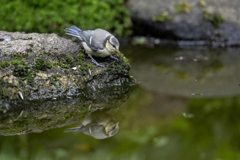 Blue tit (Parus caerulea) at the drinking trough, Emsland, Lower Saxony, Germany, Europe
