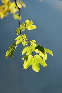 Bigleaf maple or Oregon maple (Acer macrophyllum) leaves in a forest in autumn
