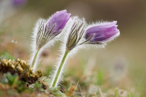 Close-up of pasque flowe (Tussilago farfara) on a meadow in spring