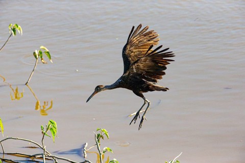 Limpkin (Aramus guarauna) Pantanal Brazil