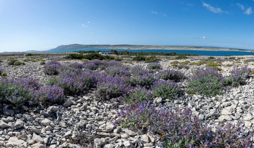 Flowering sage (Salvia), island of Pag, Zadar, Dalmatia, Croatia, Europe