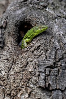Sand lizard (Lacerta agilis) looking out of a knothole, Dalmatia, Croatia, Europe