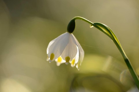 Close-up of Spring Snowflake (Leucojum vernum) blossoms in a forest on a sunny evening in spring