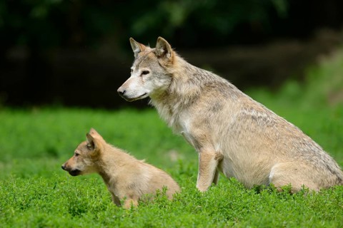 Algonquin wolf (Canis lupus lycaon) mother with pups on a green meadow, captive, Germany, Europe