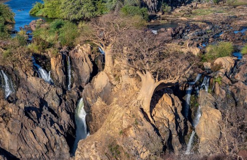 Kunene River, waterfall and African Baobab (Adansonia digitata), in the evening light, Epupa Falls,