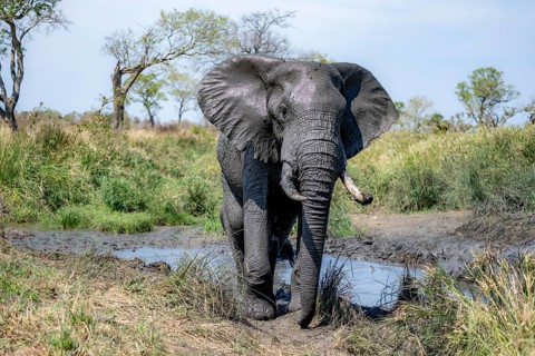 African elephant (Loxodonta africana), adult, after mud bath, African savannah, Kruger National