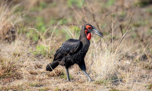 Red-faced hornbill or southern ground hornbill (Bucorvus leadbeateri) (Bucorvus cafer), foraging,
