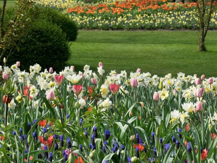 Variety of colourful tulips and daffodils in an extensive field of flowers in a green meadow, many