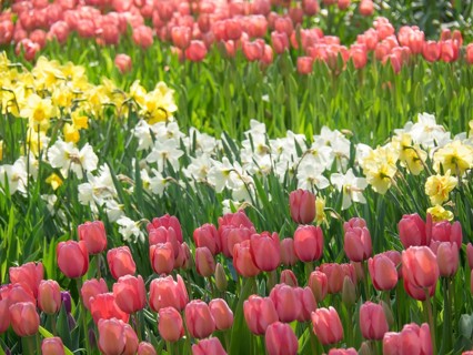 A flower field full of blooming tulips and daffodils in bright colours, many colourful, blooming
