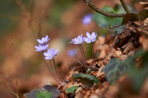 Common hepatica (Anemone hepatica) Blossoms in a forest, Bavaria, Germany, Europe