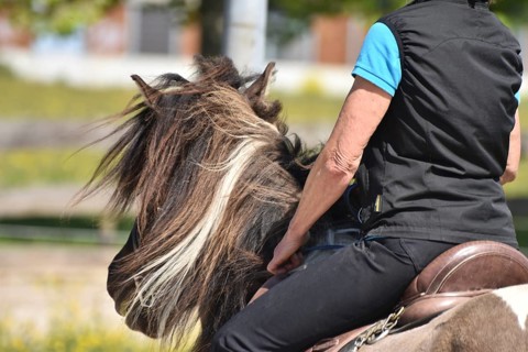 Close-up of a ridden Icelandic horse with equipment and typical long hair