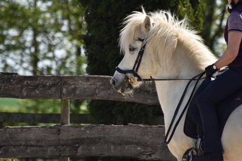 Close-up of a ridden Icelandic horse with equipment and typical long hair