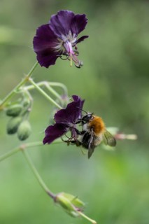 Common carder-bee (Bombus pascuorum) on cranesbill (Geranium phaeum), Emsland, Lower Saxony,